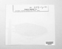 Uromyces rumicis image